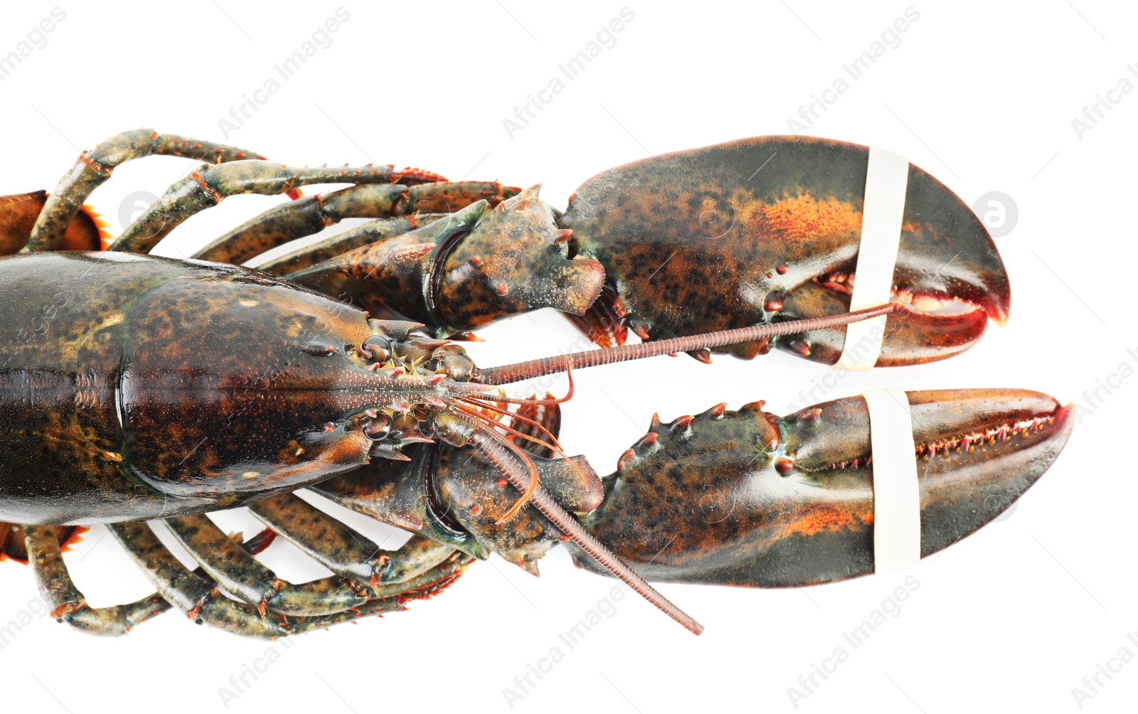 Photo of One raw lobster isolated on white, top view