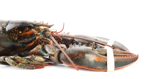 One fresh raw lobster isolated on white