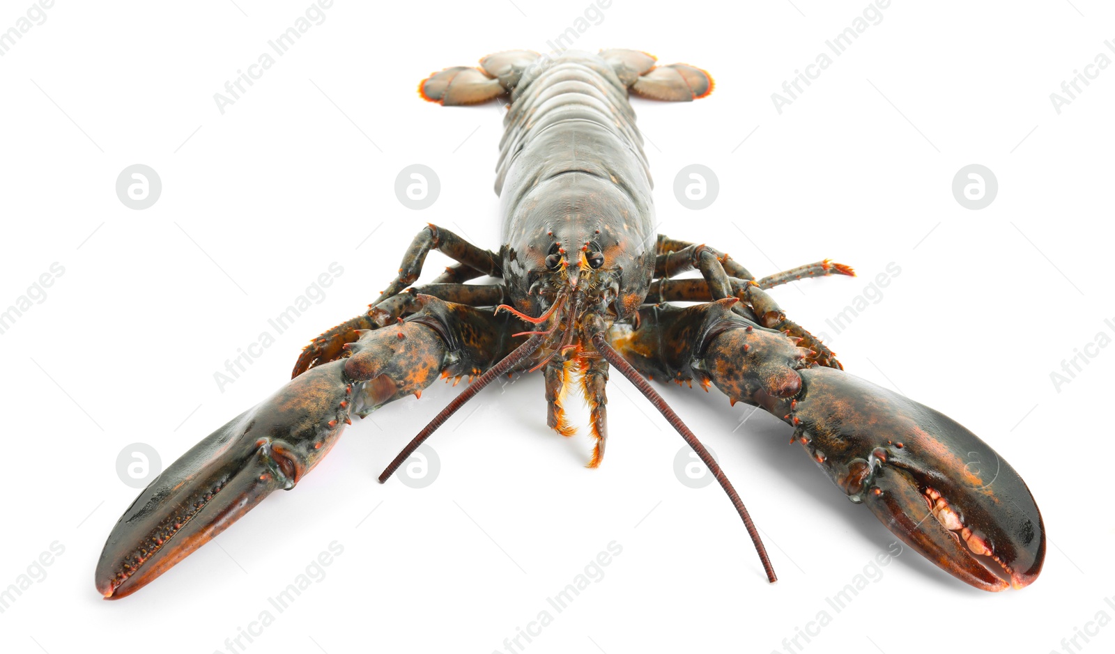 Photo of One whole raw lobster isolated on white