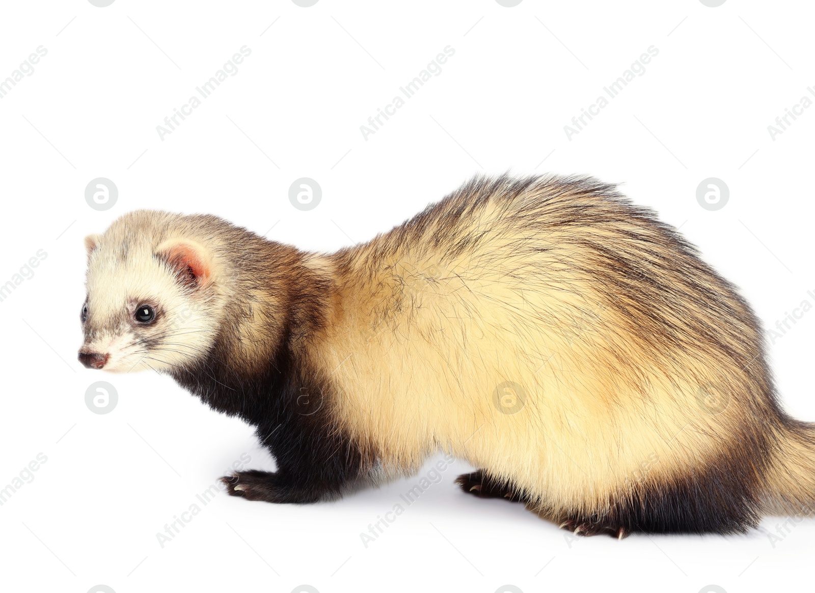 Cute ferret on white background. Domestic pet Photo of Cute ferret on white background. Domestic pet