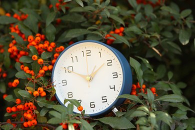 Photo of Autumn time. Alarm clock on firethorn bush outdoors, closeup