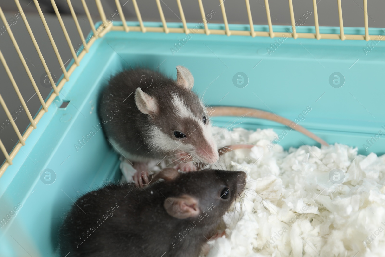 Photo of Two adorable little rats in cage. Cute pet