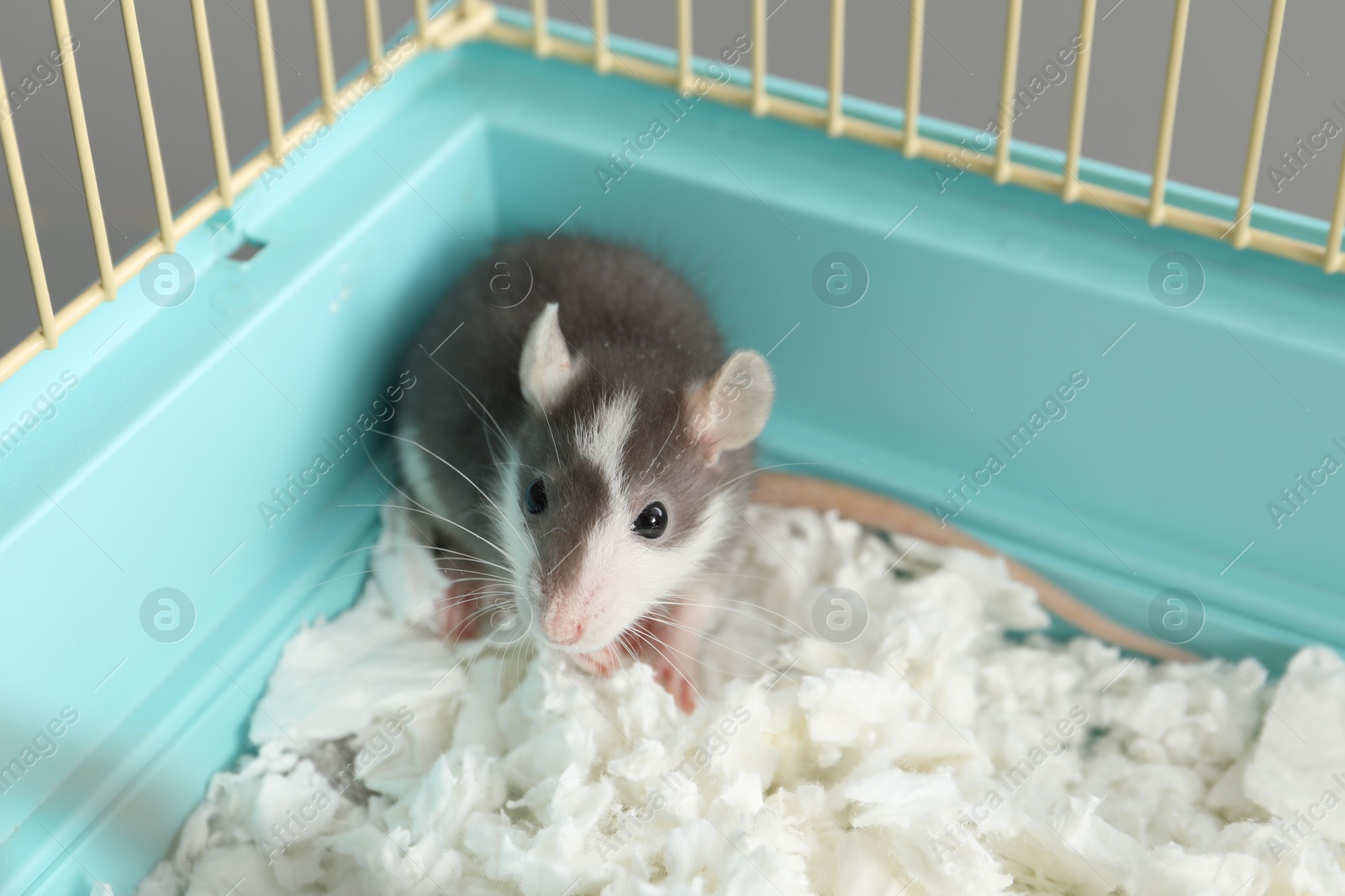 Photo of One adorable little rat in cage. Cute pet