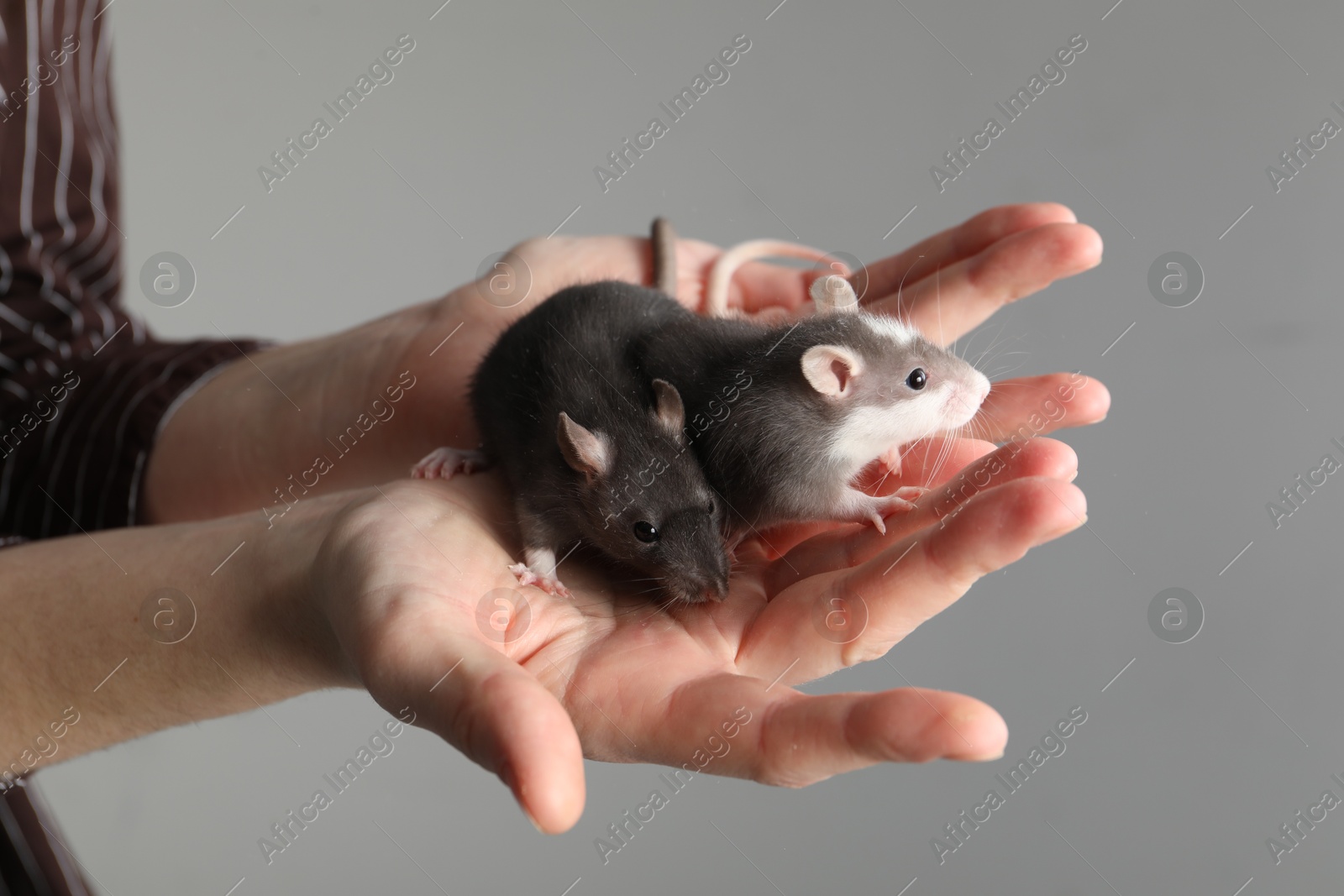 Photo of Woman with adorable little rats on grey background, closeup