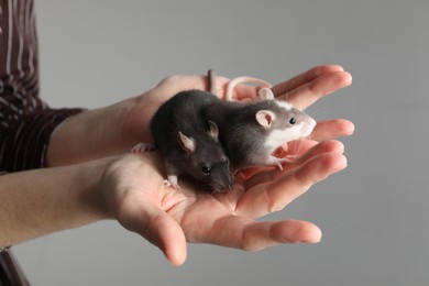 Woman with adorable little rats on grey background, closeup