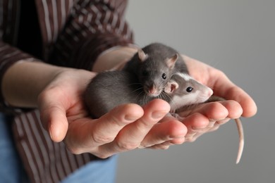 Photo of Woman with adorable little rats on grey background, closeup