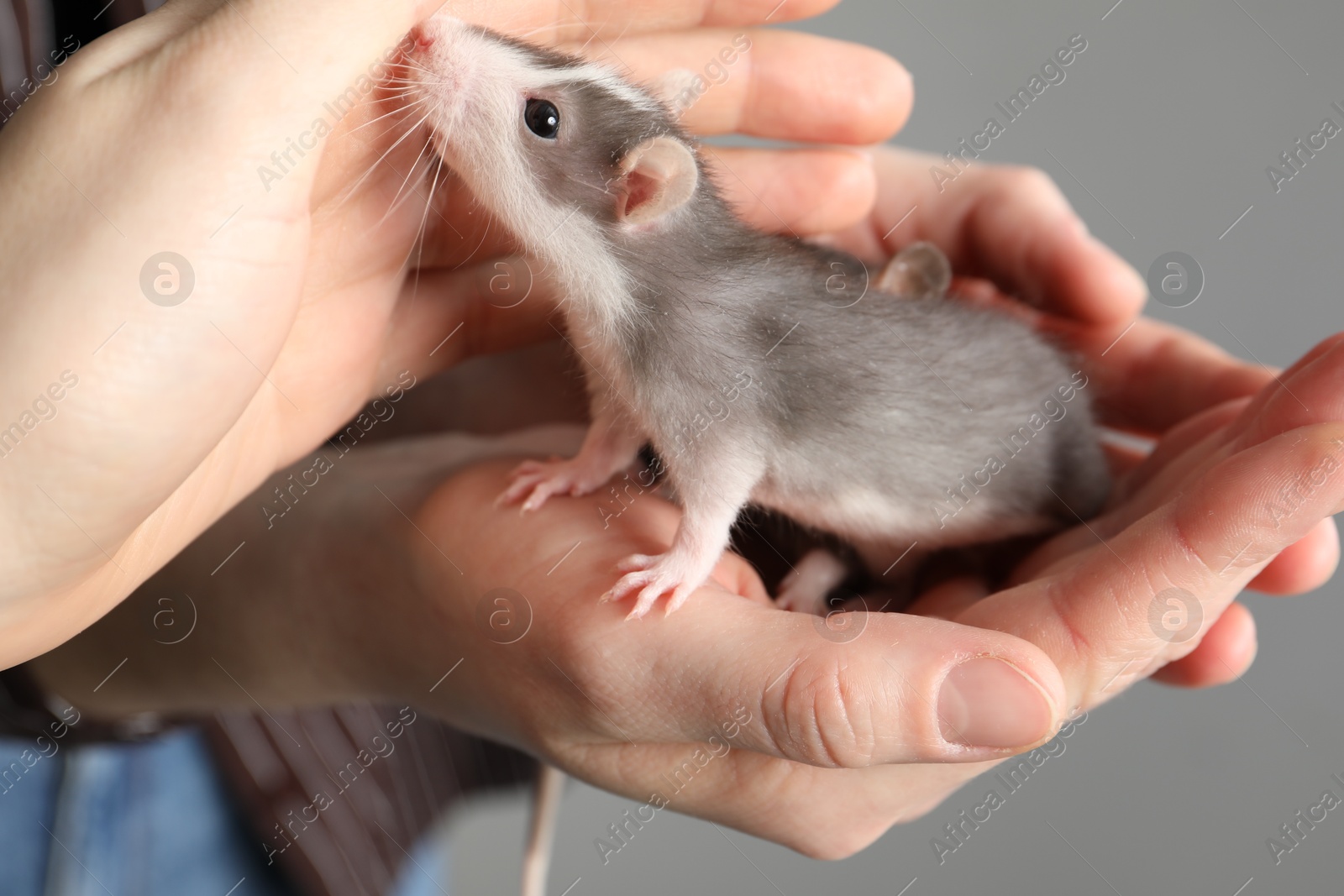 Photo of Women with adorable little rats on grey background, closeup