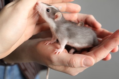 Women with adorable little rats on grey background, closeup