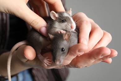 Women with adorable little rats on grey background, closeup