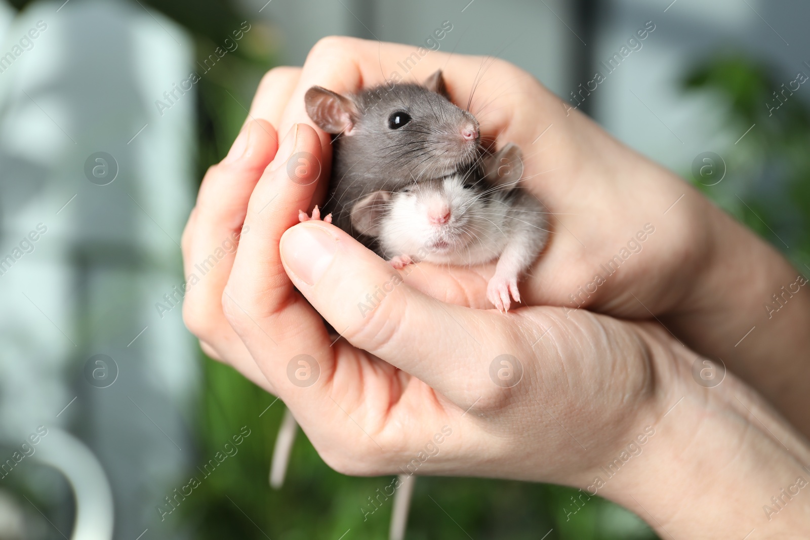 Photo of Woman with adorable little rats indoors, closeup