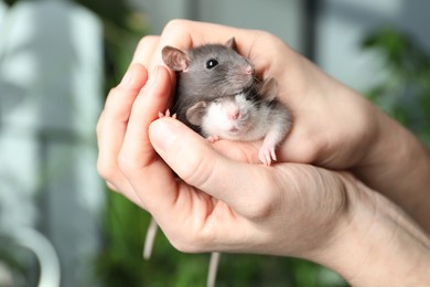 Woman with adorable little rats indoors, closeup