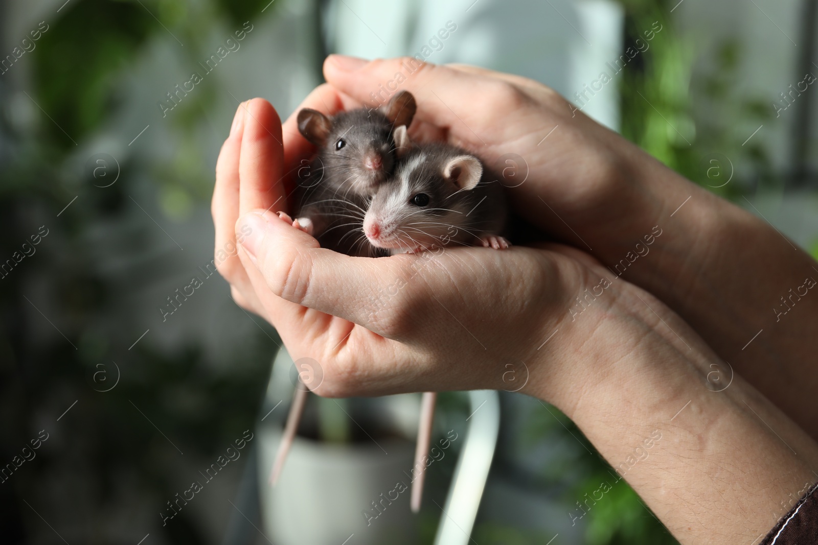 Photo of Woman with adorable little rats indoors, closeup