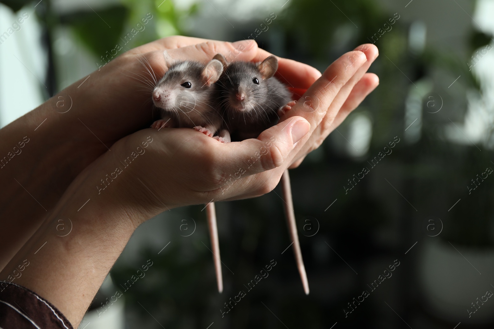 Photo of Woman with adorable little rats indoors, closeup