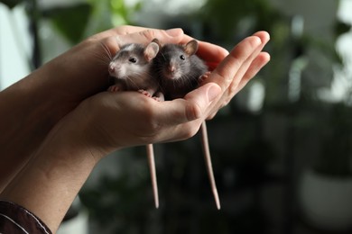 Woman with adorable little rats indoors, closeup