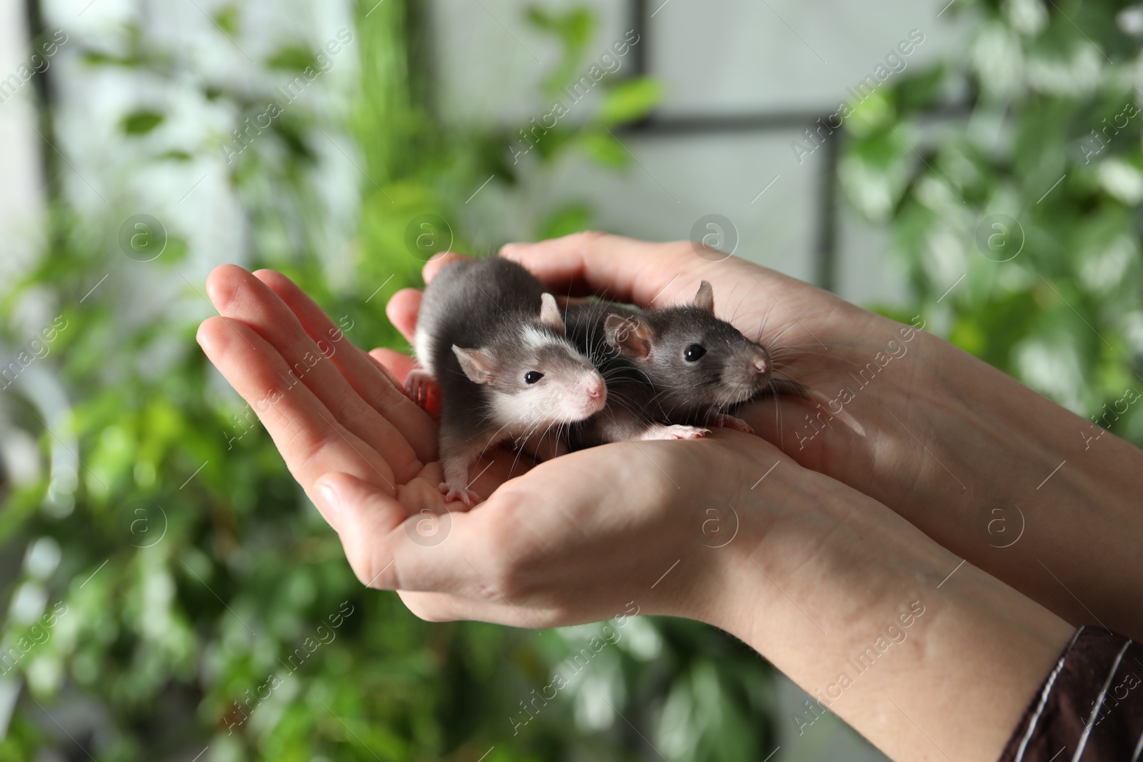 Photo of Woman with adorable little rats indoors, closeup