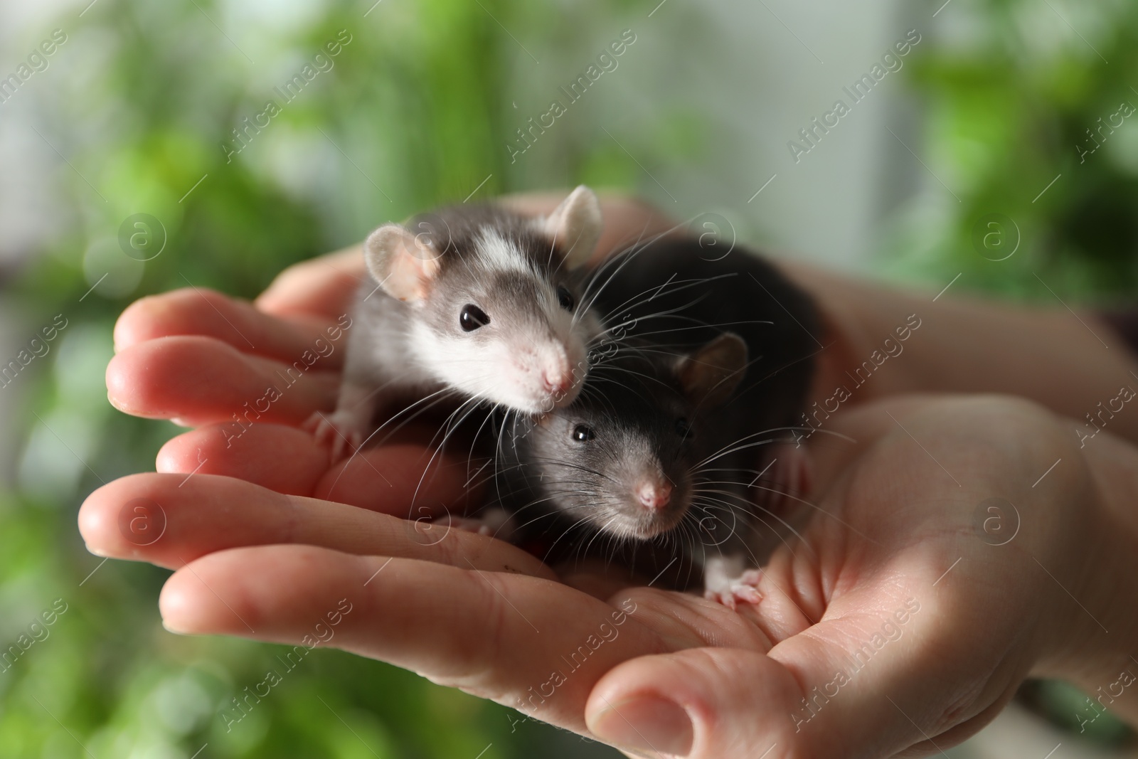 Photo of Woman with adorable little rats indoors, closeup