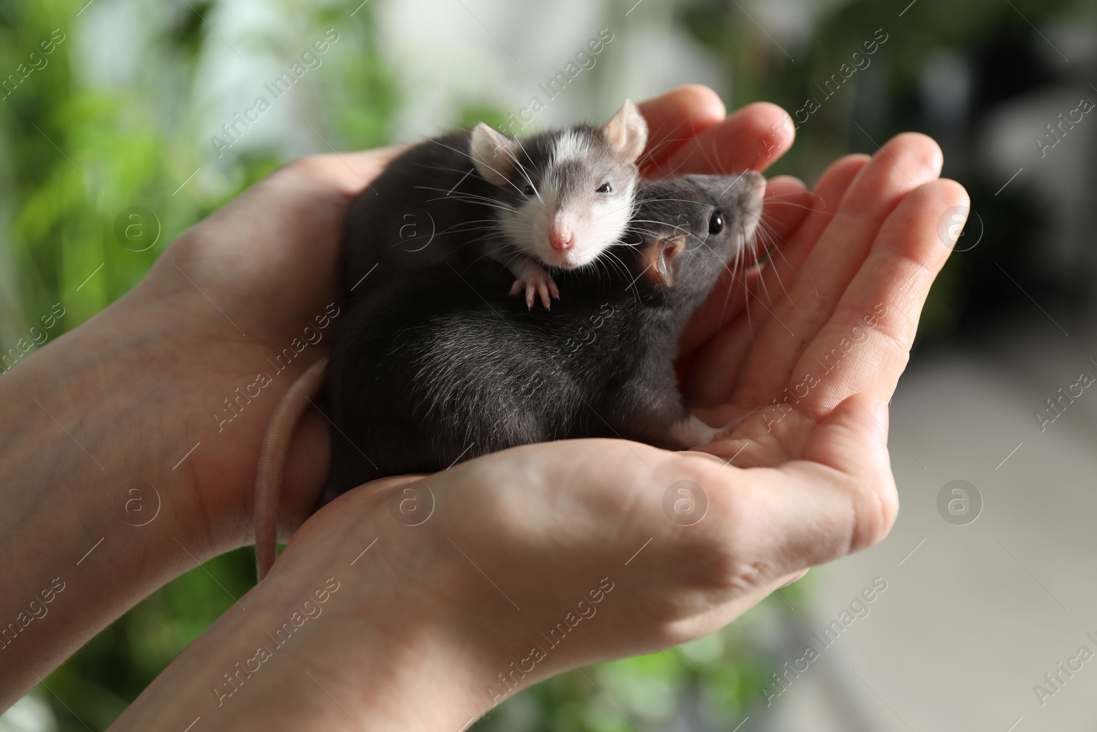 Photo of Woman with adorable little rats indoors, closeup