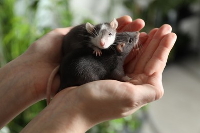 Photo of Woman with adorable little rats indoors, closeup