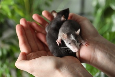 Photo of Woman with adorable little rats indoors, closeup