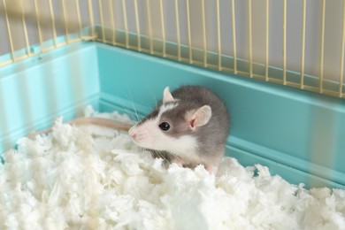 Photo of One adorable little rat in cage. Cute pet