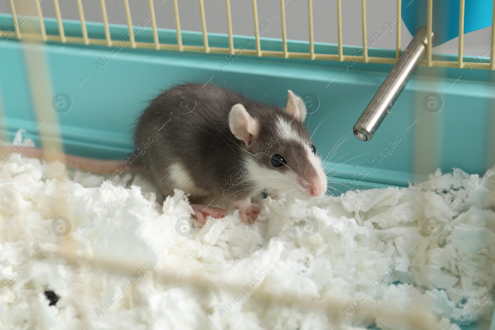 Photo of One adorable little rat in cage. Cute pet