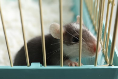 Photo of One adorable little rat in cage, closeup