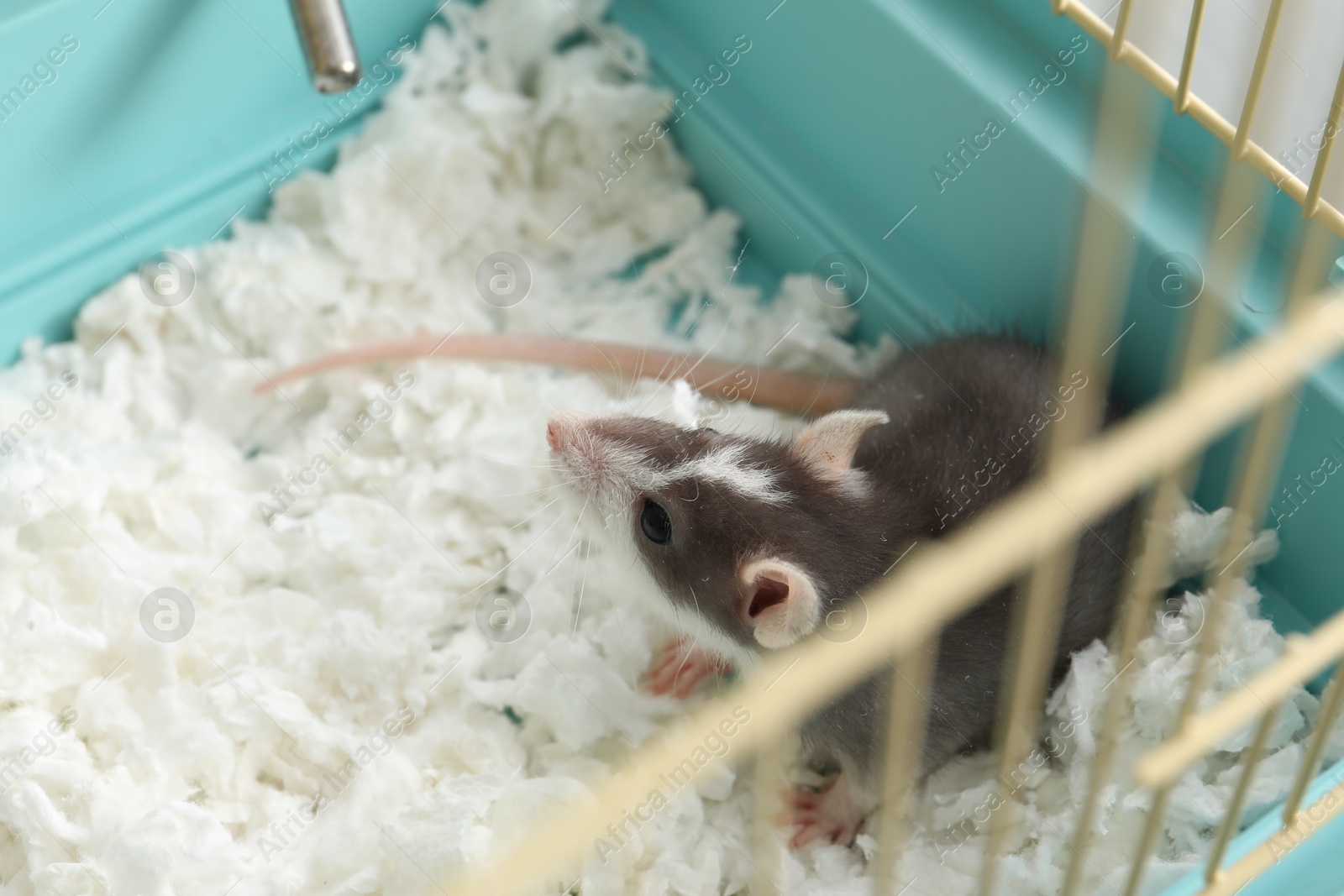 Photo of One adorable little rat in cage. Cute pet