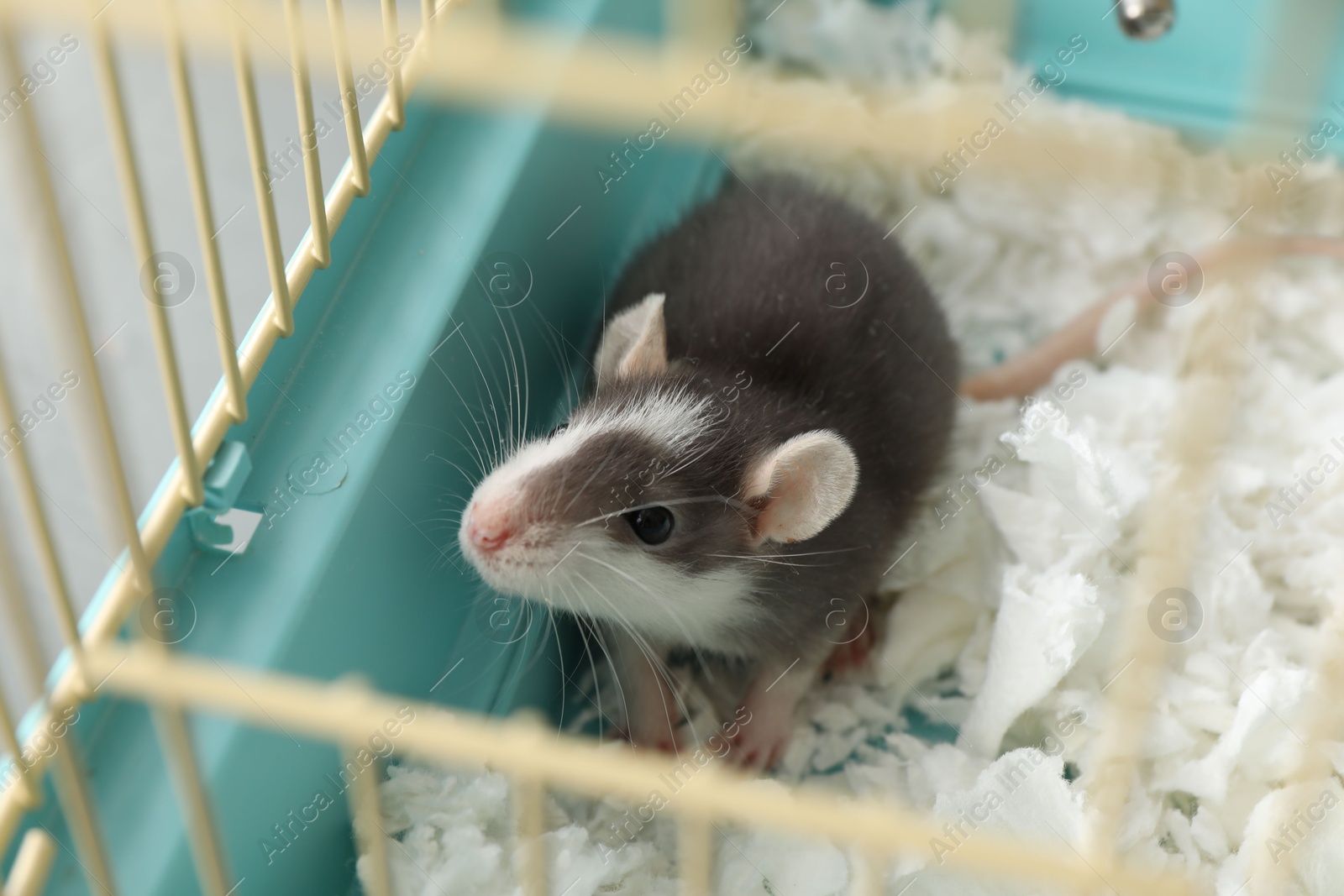 Photo of One adorable little rat in cage. Cute pet