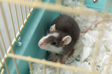 One adorable little rat in cage. Cute pet