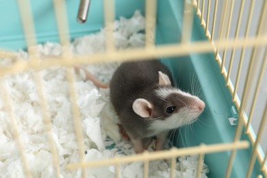 Photo of One adorable little rat in cage. Cute pet