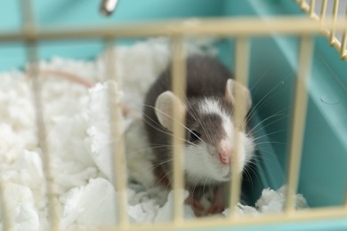 One adorable little rat in cage. Cute pet