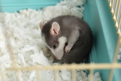 One adorable little rat in cage. Cute pet