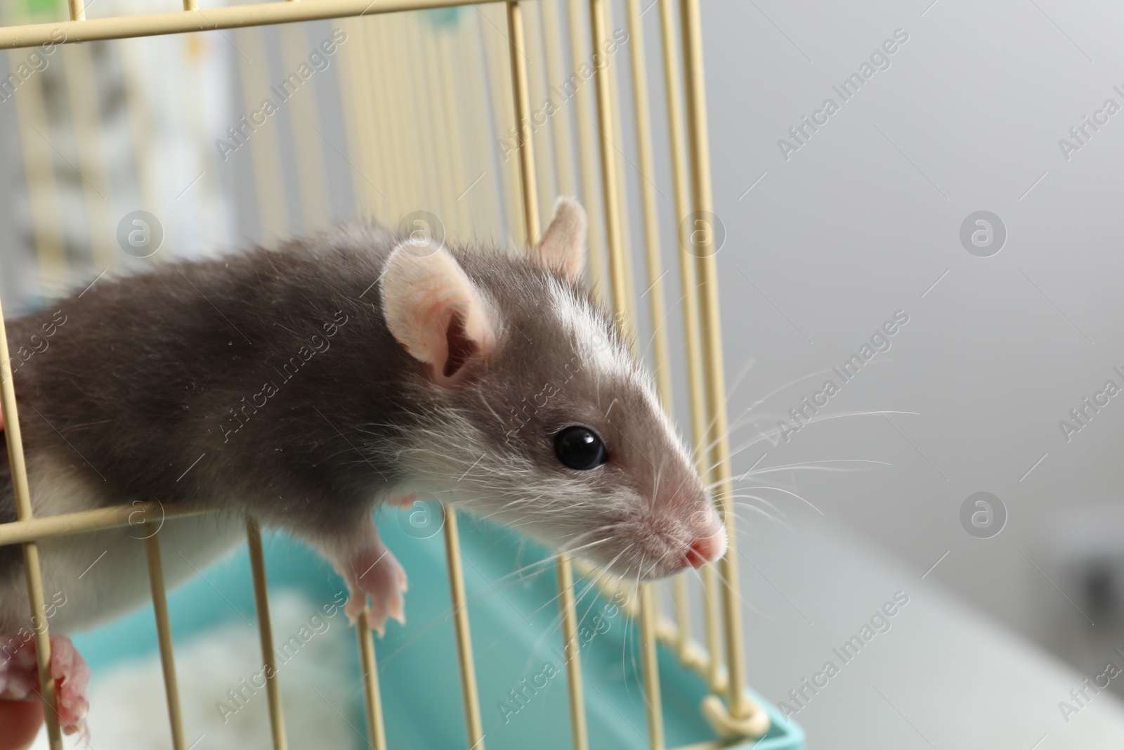 Photo of Adorable little rat peeking out of cage, closeup. Space for text