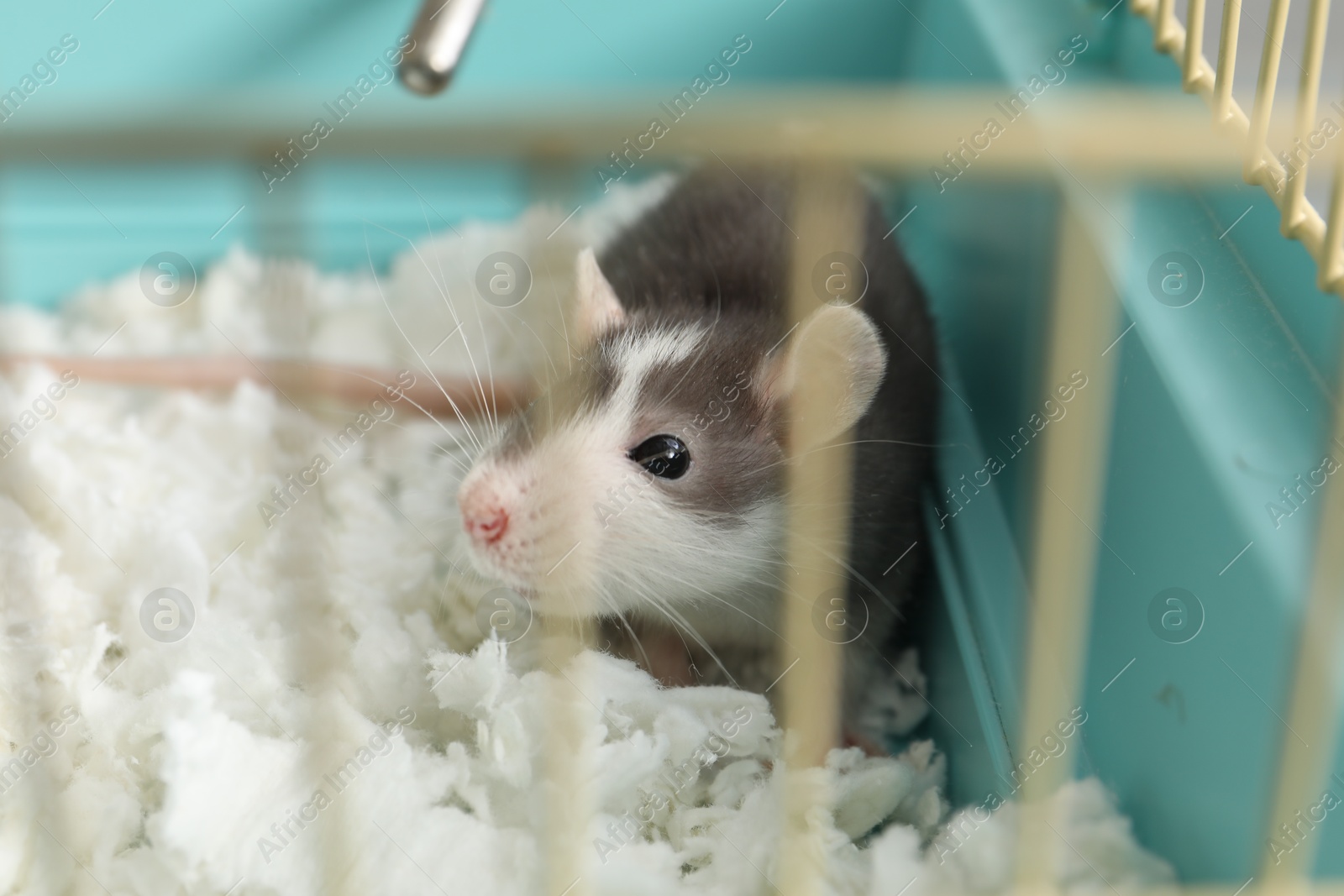 Photo of One adorable little rat in cage. Cute pet