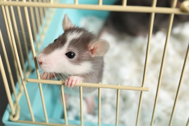 Adorable little rat peeking out of cage, closeup