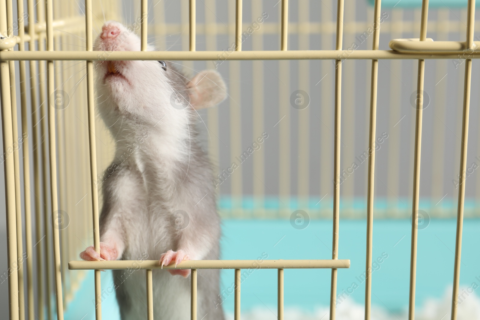 Photo of Adorable little rat peeking out of cage, closeup