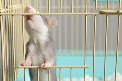 Photo of Adorable little rat peeking out of cage, closeup