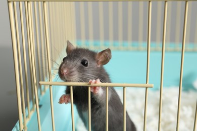 Photo of Adorable little rat peeking out of cage, closeup