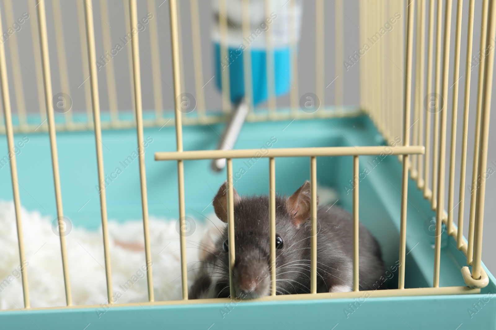 Photo of Adorable little rat peeking out of cage, closeup