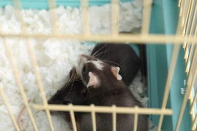 Two adorable little rats in cage, closeup