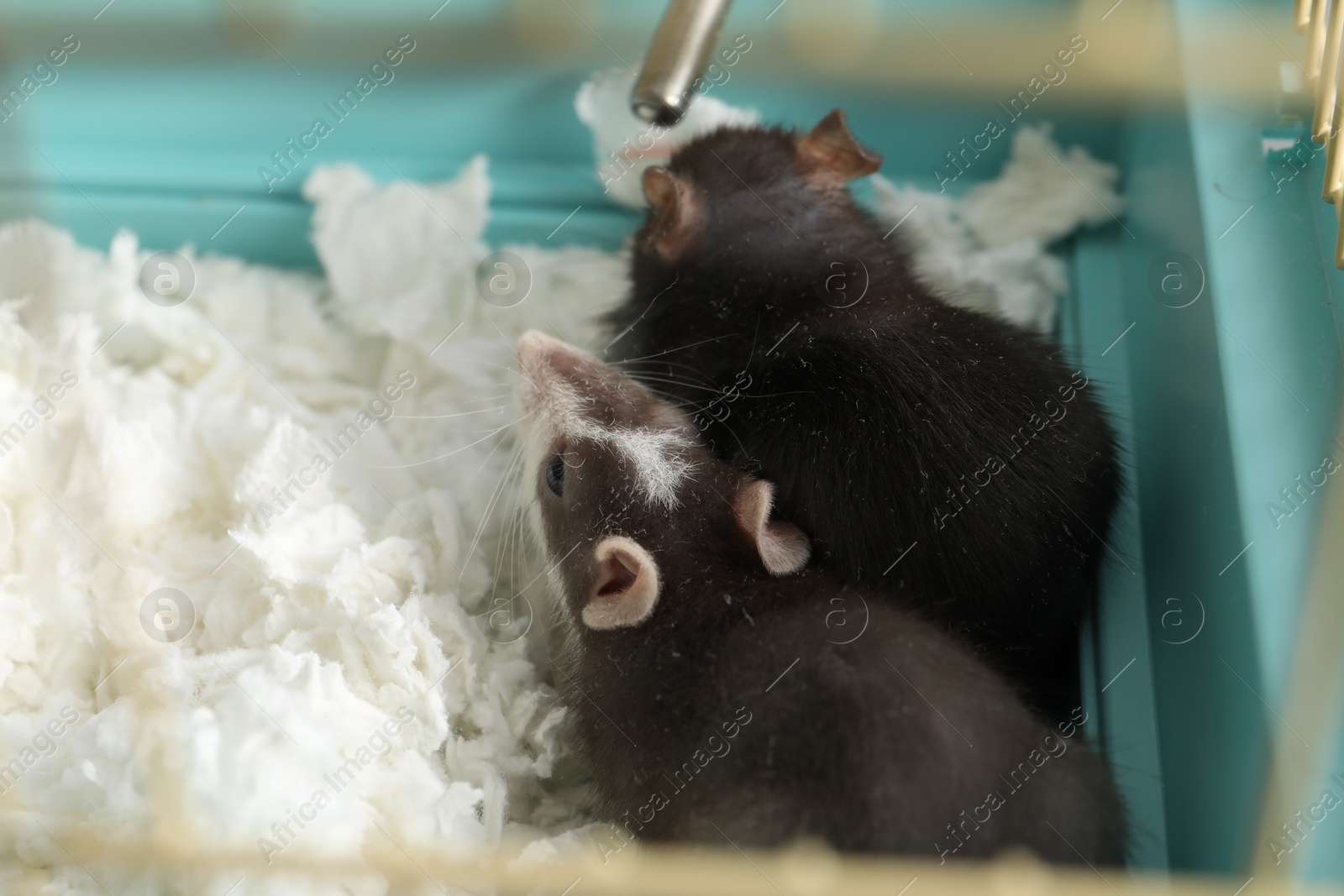 Photo of Two adorable little rats in cage. Cute pet