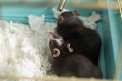 Two adorable little rats in cage. Cute pet