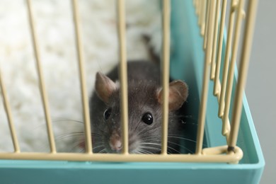 Photo of One adorable little rat in cage, closeup