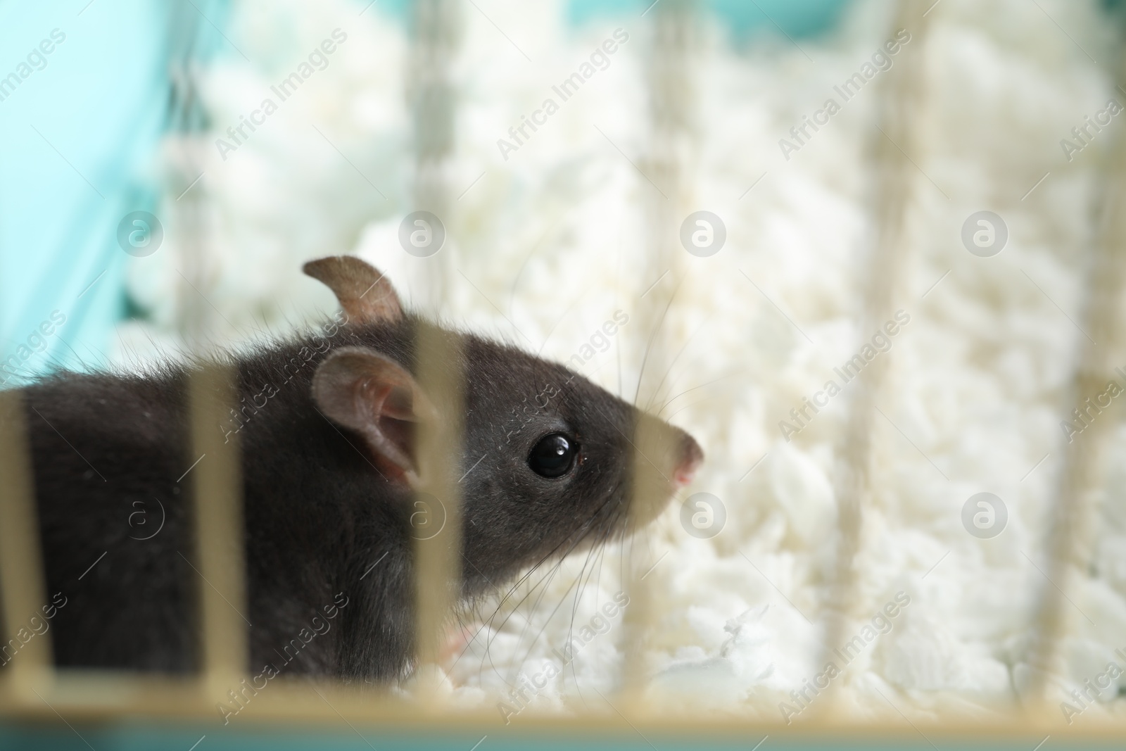 Photo of One adorable little rat in cage, closeup