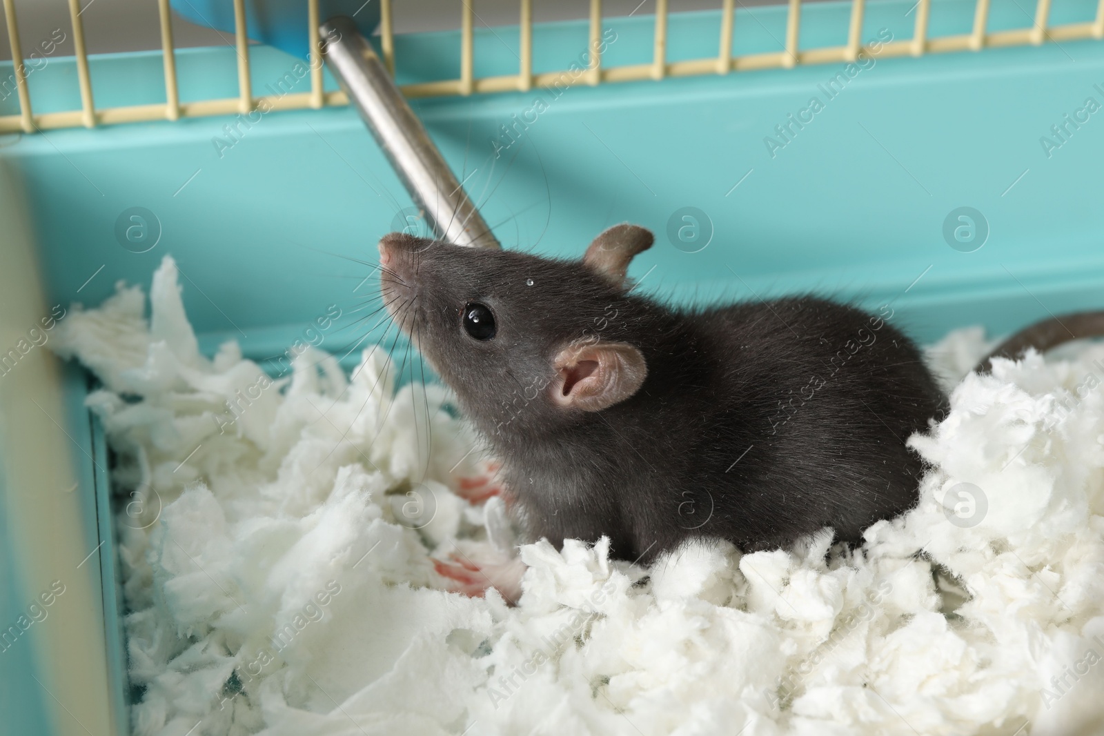 Photo of One adorable little rat in cage. Cute pet