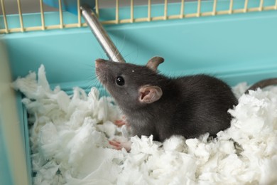 Photo of One adorable little rat in cage. Cute pet