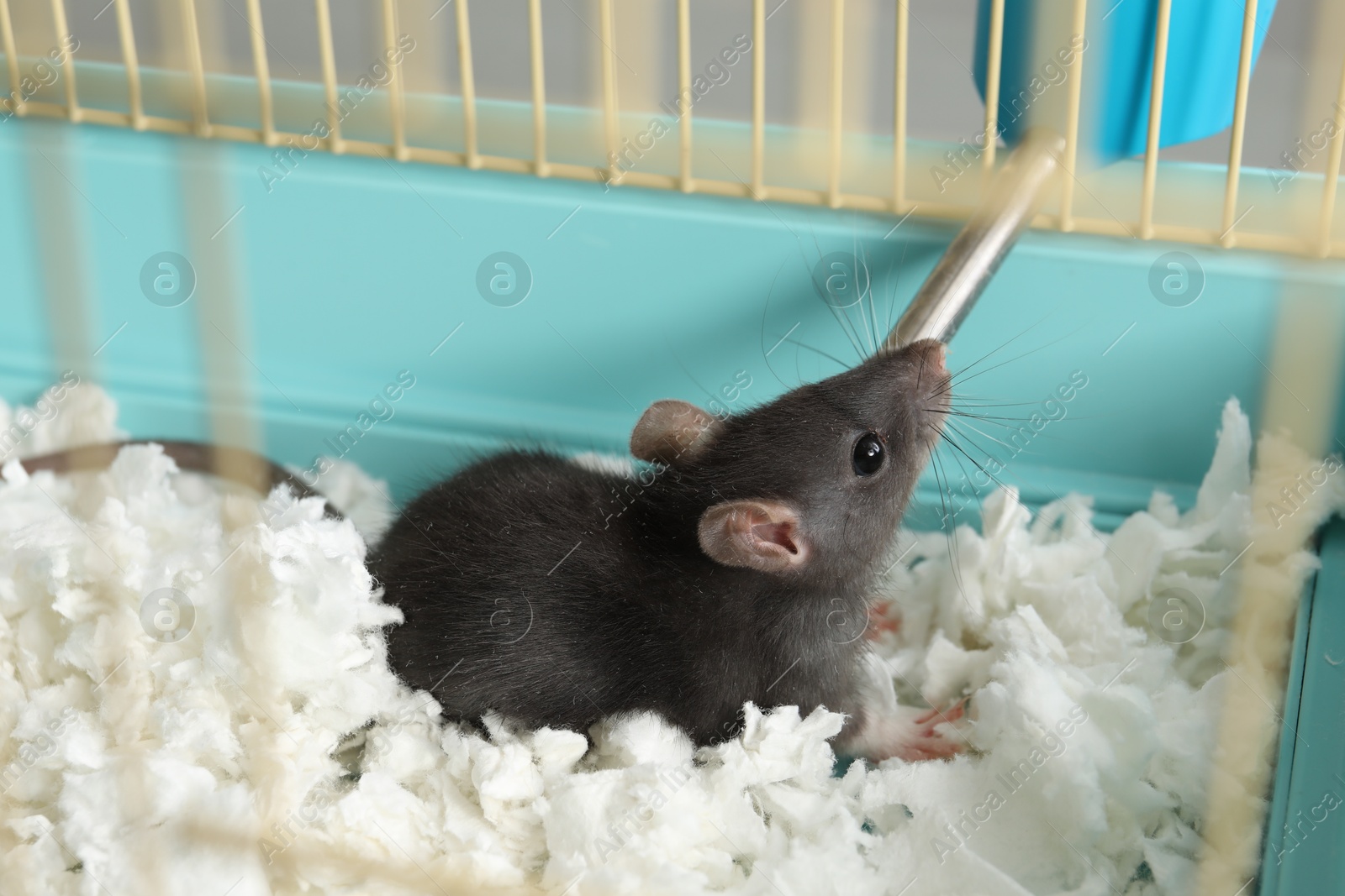 Photo of One adorable little rat in cage. Cute pet