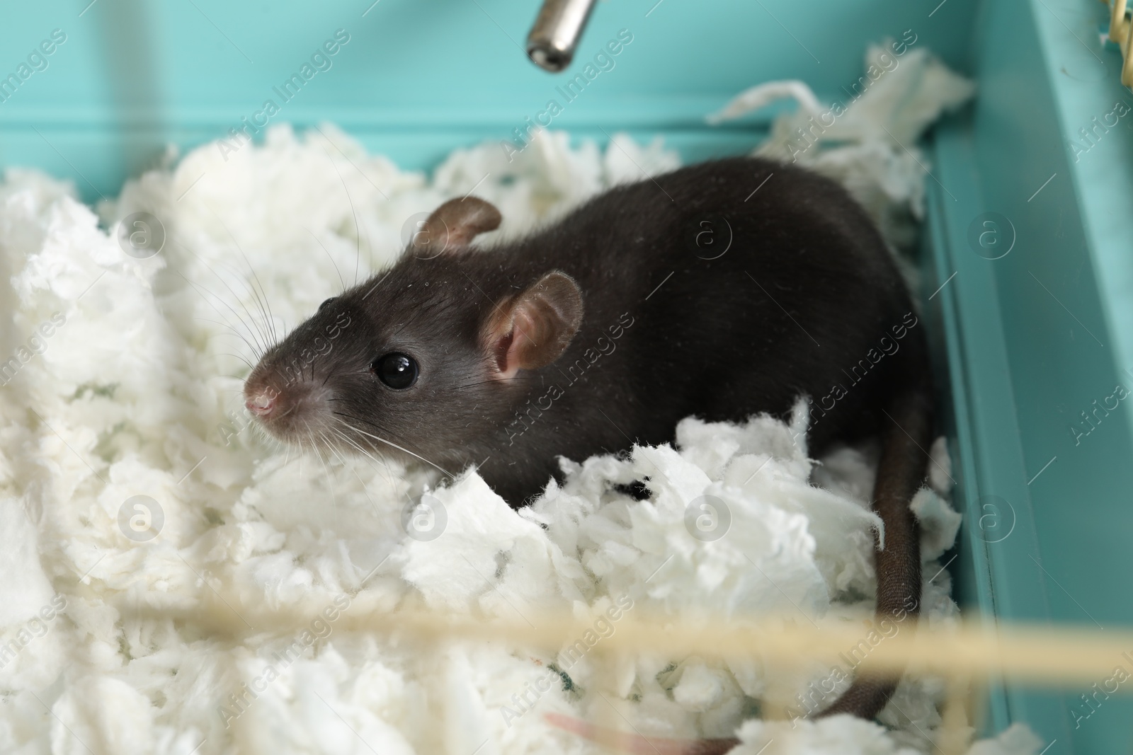 Photo of One adorable little rat in cage. Cute pet