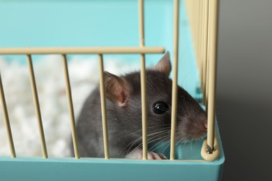 Photo of One adorable little rat in cage, closeup