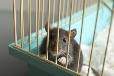 Photo of One adorable little rat in cage, closeup